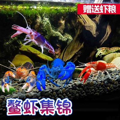 天空蓝魔佛蓝鳌虾白橘螯虾观赏虾