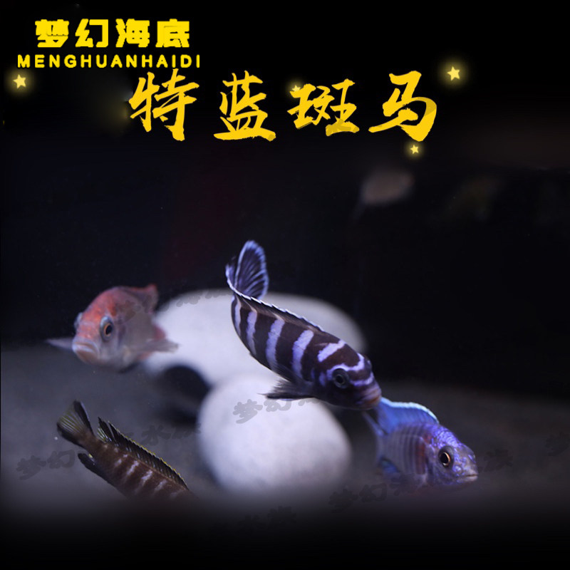 坦鲷鱼正宗特蓝斑马三湖慈鲷热带观赏鱼水族活体岩栖类包活淡水鱼