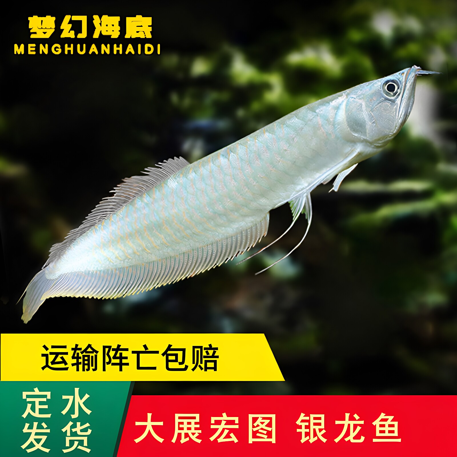 银龙鱼热带鱼活体淡水招财中型鱼