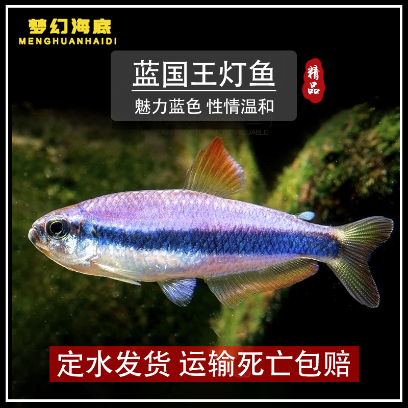 蓝国王灯温顺灯科鱼热带淡水鱼