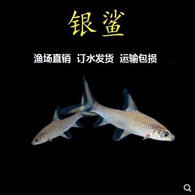银鲨淡水鱼清洁工具鱼温顺好养