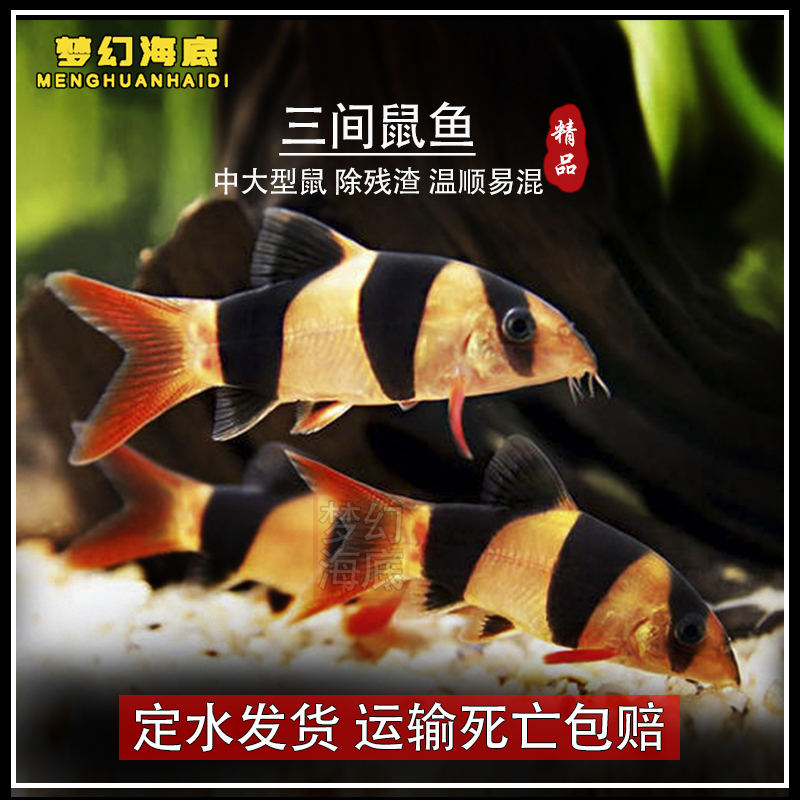 三间鼠热带观赏鱼小丑泥鳅清缸工具鱼活体宠物鱼底层清理残渣鼠鱼