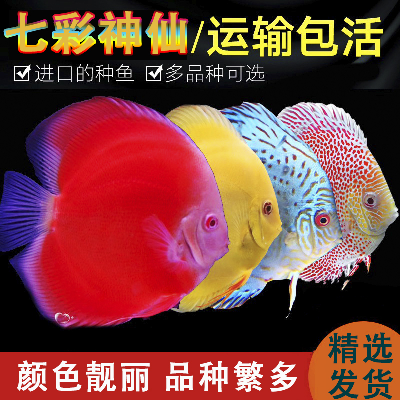 七彩神仙阿莲卡活体热带鱼