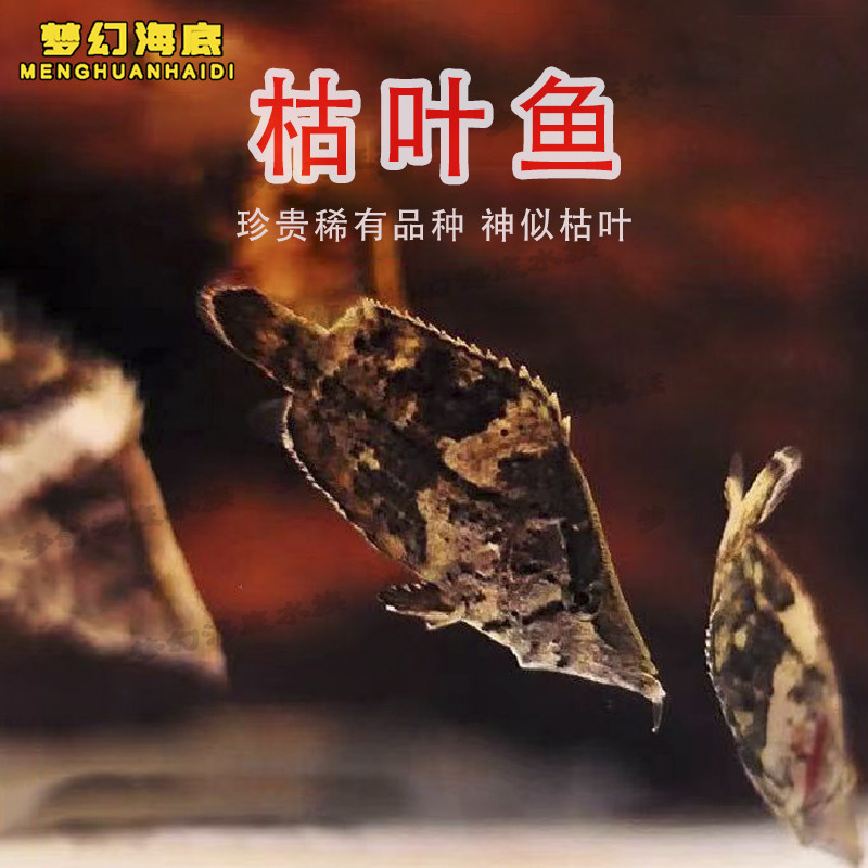 叶鱼又名枯叶鱼叶形鱼多棘叶形鲈进口南美稀有野采热带观赏淡水鱼