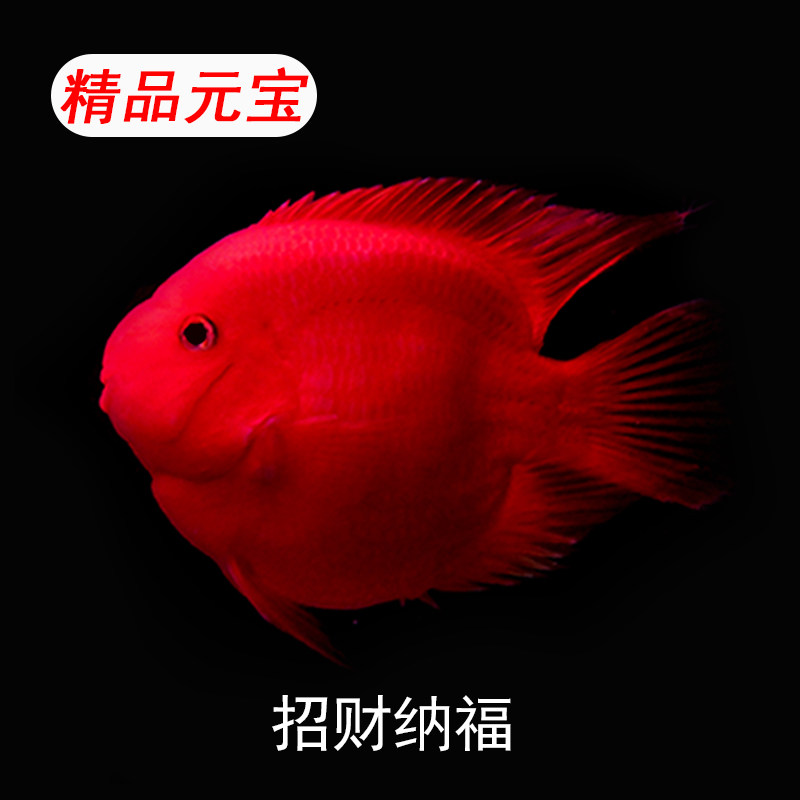 元宝鹦鹉鱼财神鹦鹉鱼