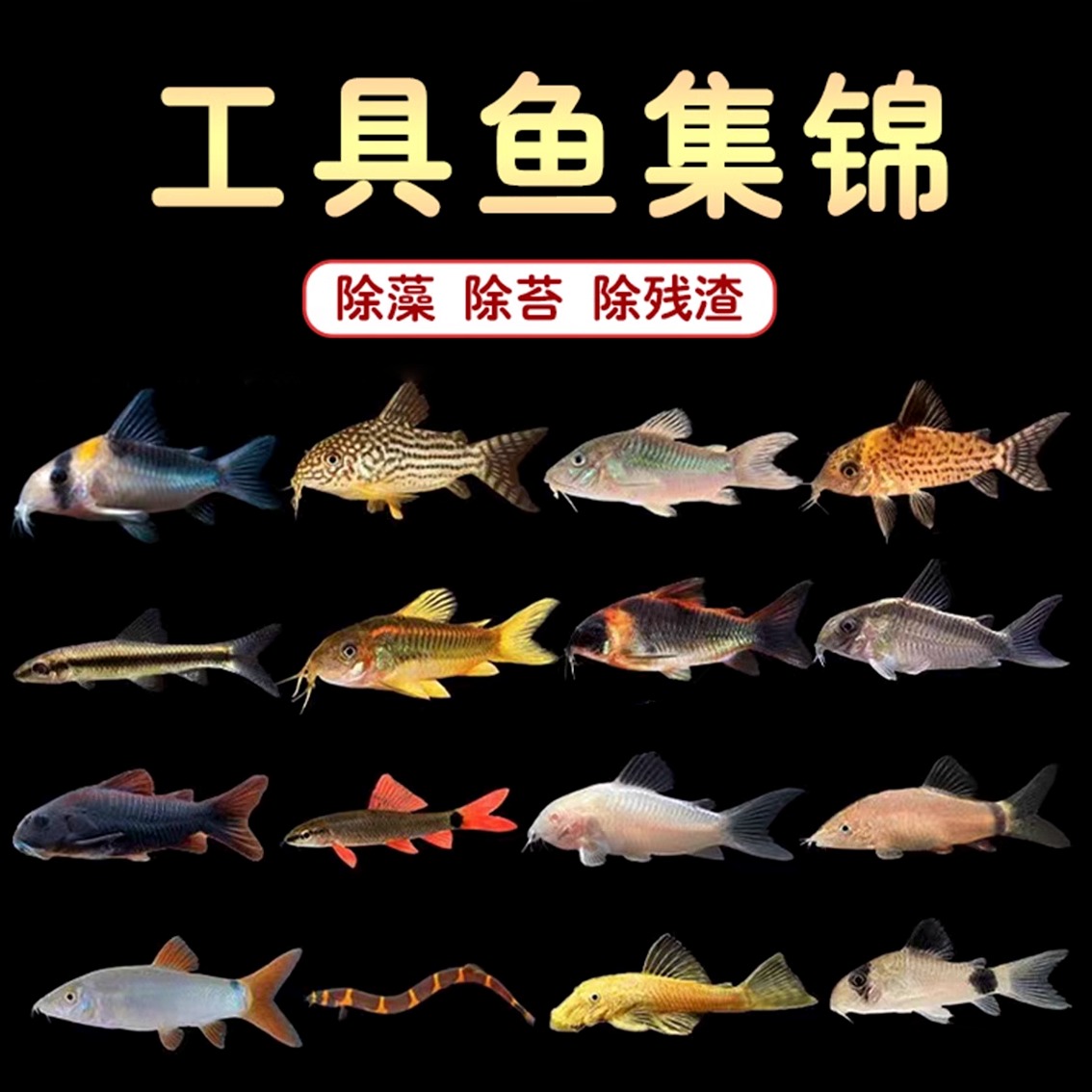 花椒底栖鱼清道夫珍珠