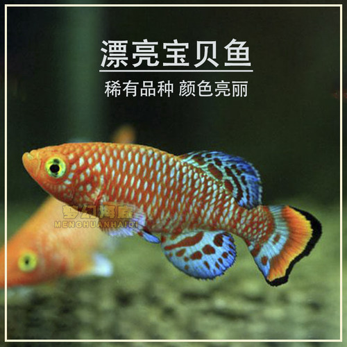 漂亮宝贝鳉鱼魔法黄金观赏鱼活体