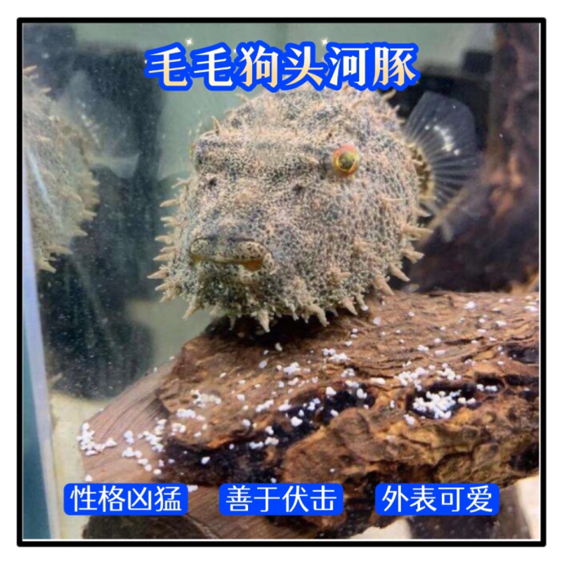 毛毛狗头河豚斑马皇冠凶猛淡水鱼