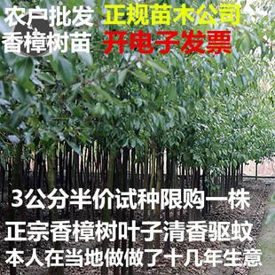 香樟树苗大树绿化树苗龙脑樟大小叶清香驱蚊南北方种植四季常青籽