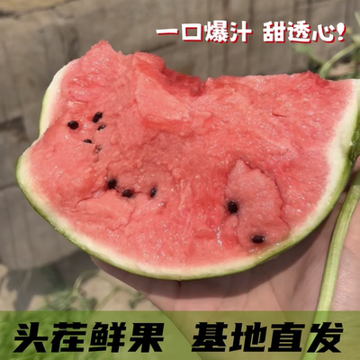 东台西瓜新鲜现摘水果薄皮麒麟瓜