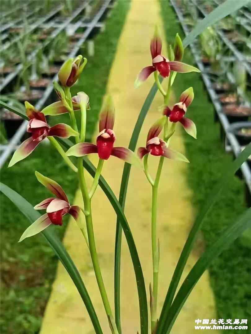 精品兰花一物一拍图片
