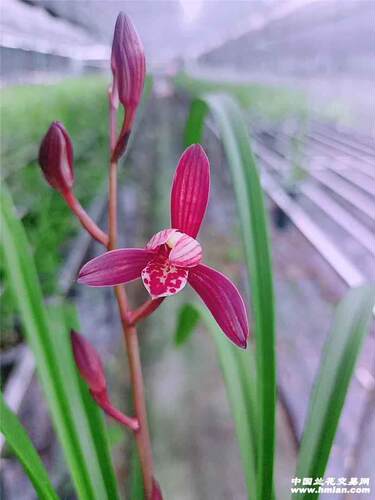 精品兰花一物一拍