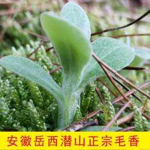 安徽安庆土特产岳西毛香 潜山毛香粑草非水萩粑鼠曲水秋蒿子鼠壳