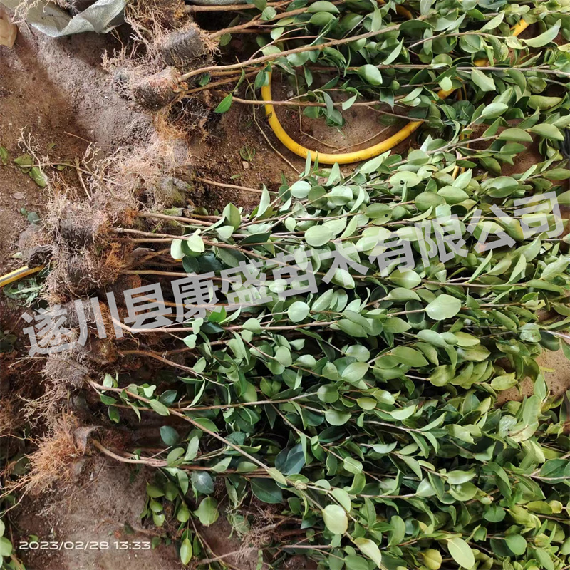 油茶苗茶油苗高产嫁接油茶树苗山茶油苗白花出油率高江西长林湘林