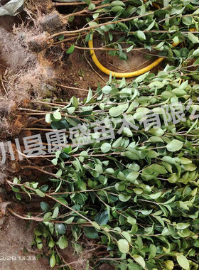 油茶苗茶油苗高产嫁接油茶树苗山茶油苗白花出油率高江西长林湘林