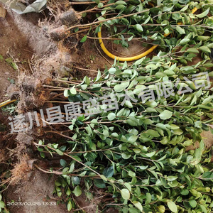 油茶苗茶油苗高产嫁接油茶树苗山茶油苗白花出油率高江西长林湘林