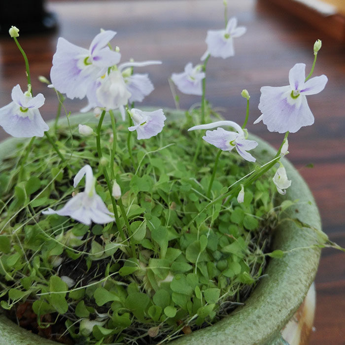 食虫植物小蓝兔狸藻水陆生办公室桌面绿植美观趣味小盆栽观花萌植