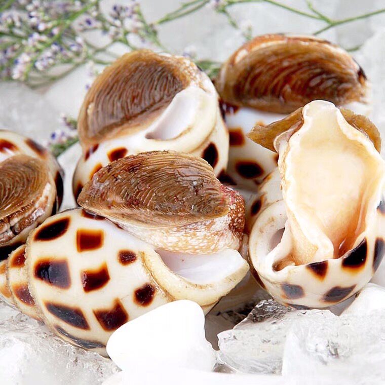 邱记高品质海鲜熟食现做花螺东风螺(非冷冻螺)250g