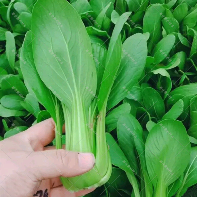 上海青菜种籽夏天种的秋季农家高产小油菜籽四季种子阳台蔬菜种孑-封面