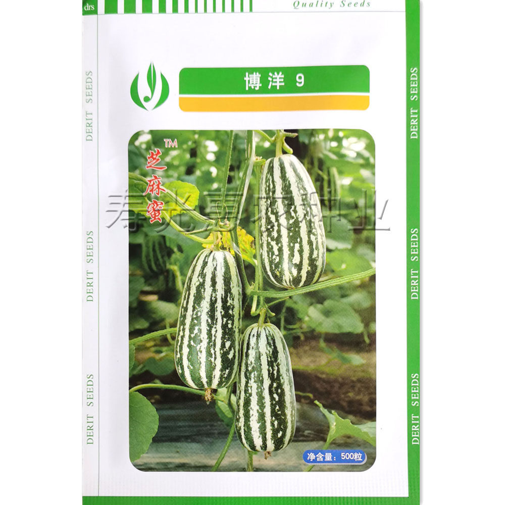 博洋9九甜瓜种子天津德瑞特 白绿花薄皮高糖超甜香瓜种籽基地种孑