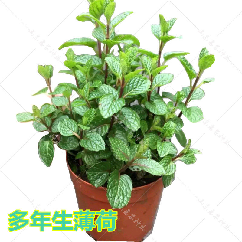 特菜留兰香甜薄荷种子四季阳台盆栽香草种籽香气浓净化空气