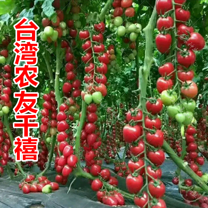 ̨ÍåÅ©ÓÑ Ç§ìûС·¬ÇÑÖÖ×ÓÊÙ¹âÊß²ËÖÖ×ÓÔÓ½»Î÷ºìÊÁÖÖ×ÑʥŮ¹ûÃçY