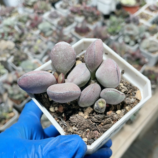 球球紫蛋水泡易掉叶265