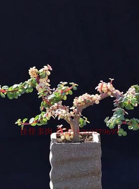 绿植变异品种马齿苋多肉植物包邮