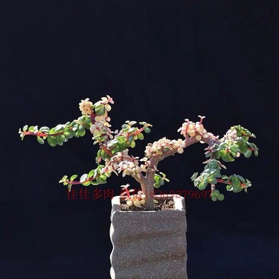 绿植变异品种马齿苋多肉植物包邮