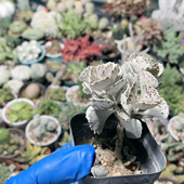 雀扇 不包掉叶707