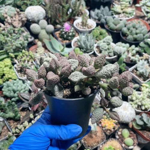 荔枝皮水泡易掉叶156
