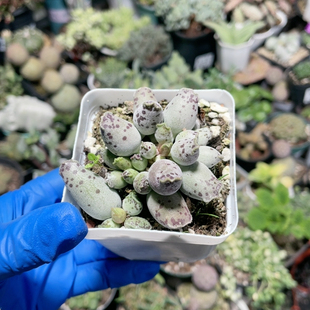 海豹水泡易掉叶443