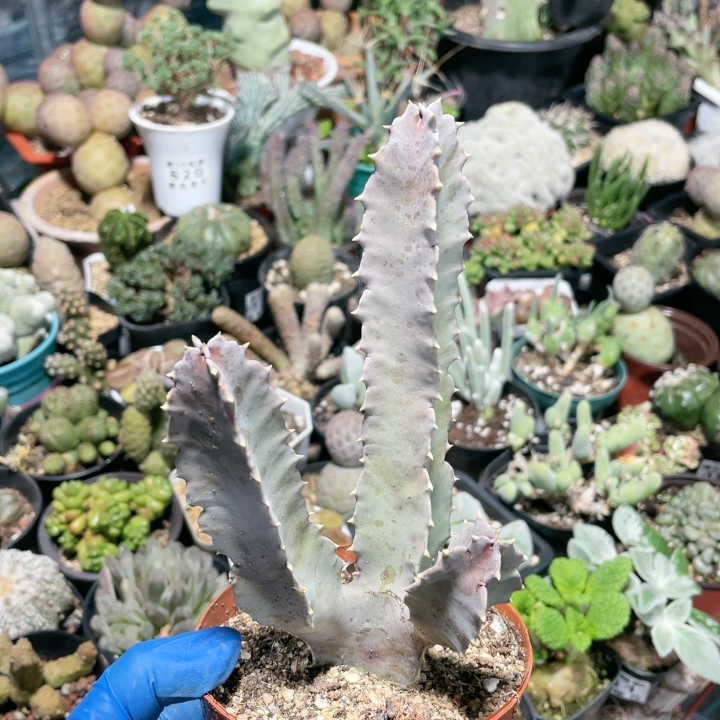 小疣四方罗摩859