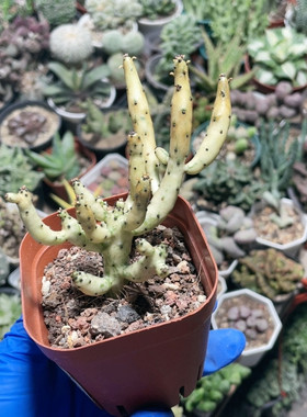 白玉珊瑚485