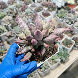 哈莫纯红水泡易掉叶269