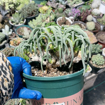 碧光环小兔子714