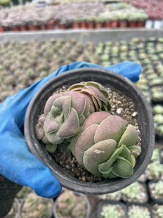 芭 青锁龙 小群