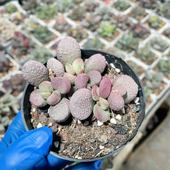 夏娃水泡易掉叶649