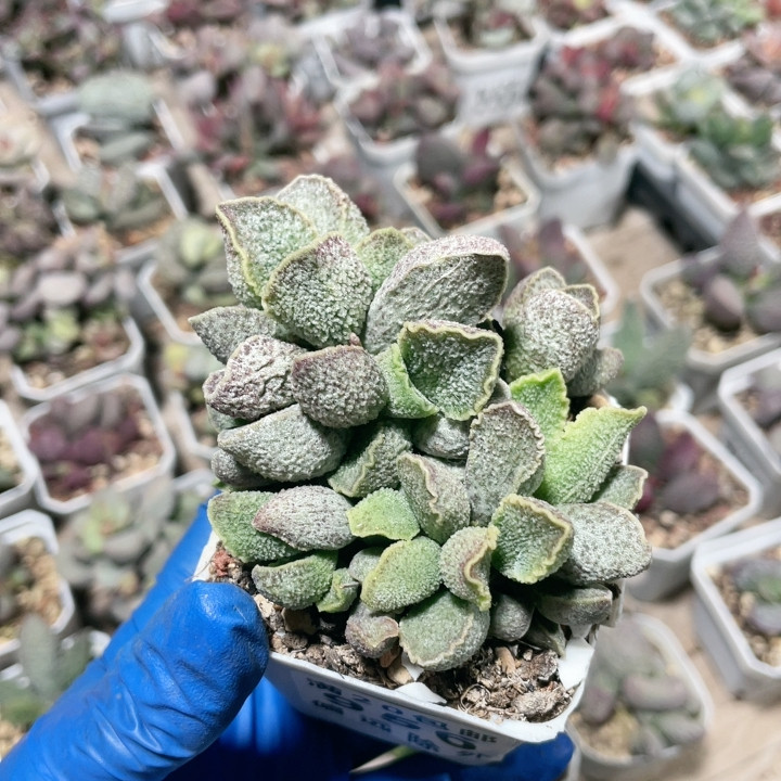 花螺水泡易掉叶956,鲜花速递/花卉仿真/绿植园艺,多肉植物,淘宝优惠券,粉丝福利购,淘宝优惠卷