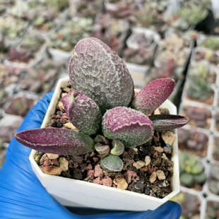 哈莫猪肝水泡易掉叶146