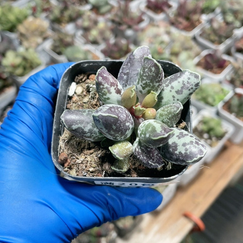 紫斑海豹水泡易掉叶779