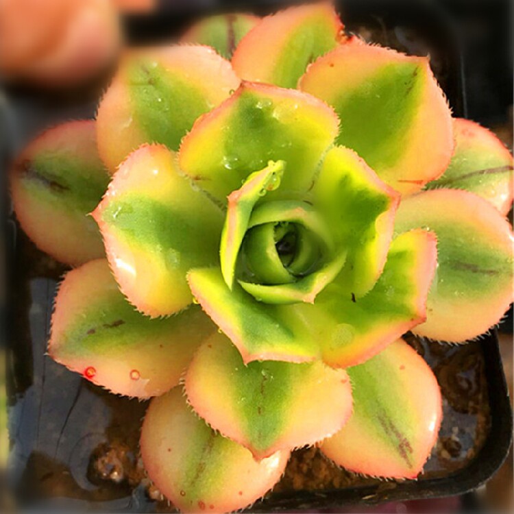 星爆多肉法师防辐射肉肉植物绿植组合盆栽桌面莲花掌满18.8包邮