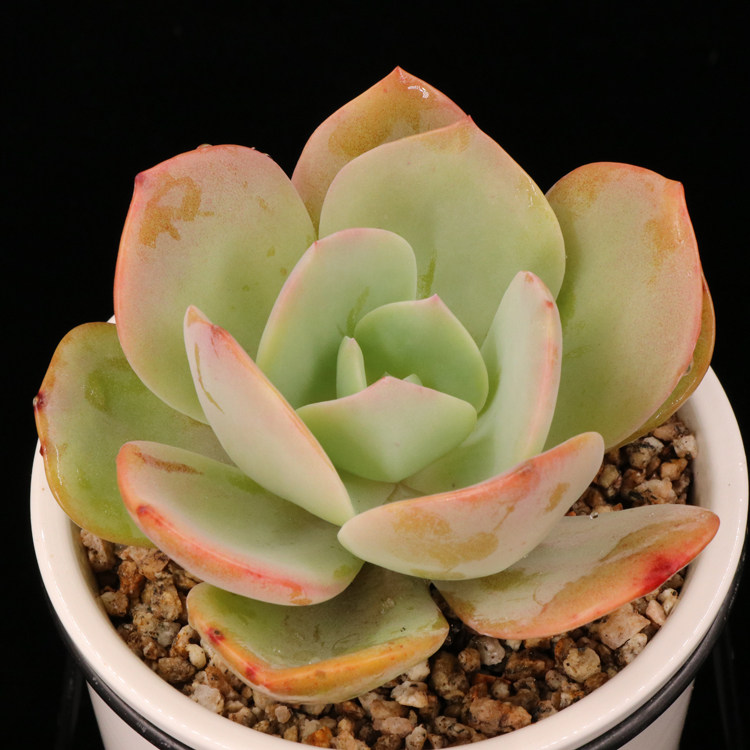 白凤 单头大型多肉植物新手组合盆栽办公室防辐射绿植花卉萌肉肉