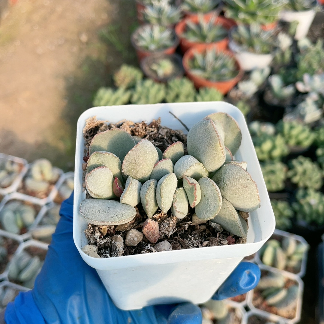 蕾丝白蛋水泡易掉叶592,鲜花速递/花卉仿真/绿植园艺,多肉植物,淘宝优惠券,粉丝福利购,淘宝优惠卷