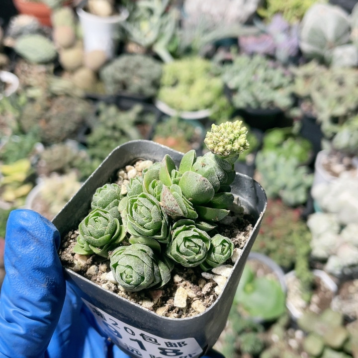 花椿918,鲜花速递/花卉仿真/绿植园艺,多肉植物,淘宝优惠券,粉丝福利购,淘宝优惠卷