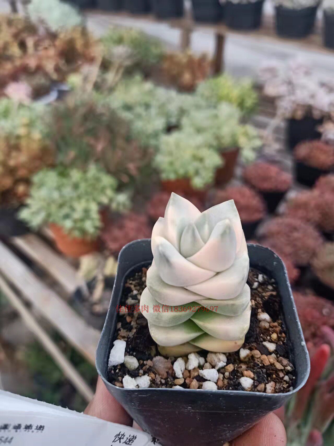 特价多肉植物纪之川锦青龙所属多肉超值精品小贵货盆栽绿植吸甲醛