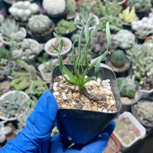 弹簧草302