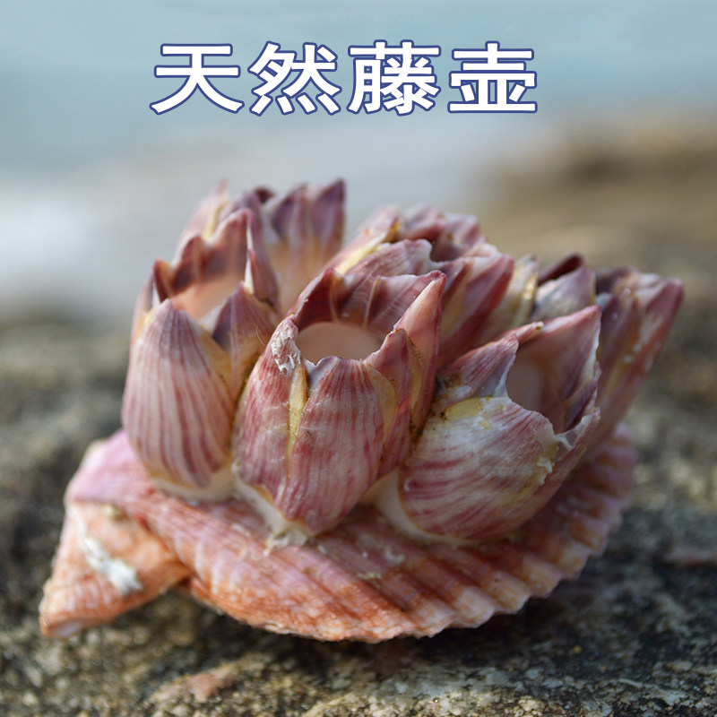 藤壶海螺水族箱卷贝鱼寄居蟹图片