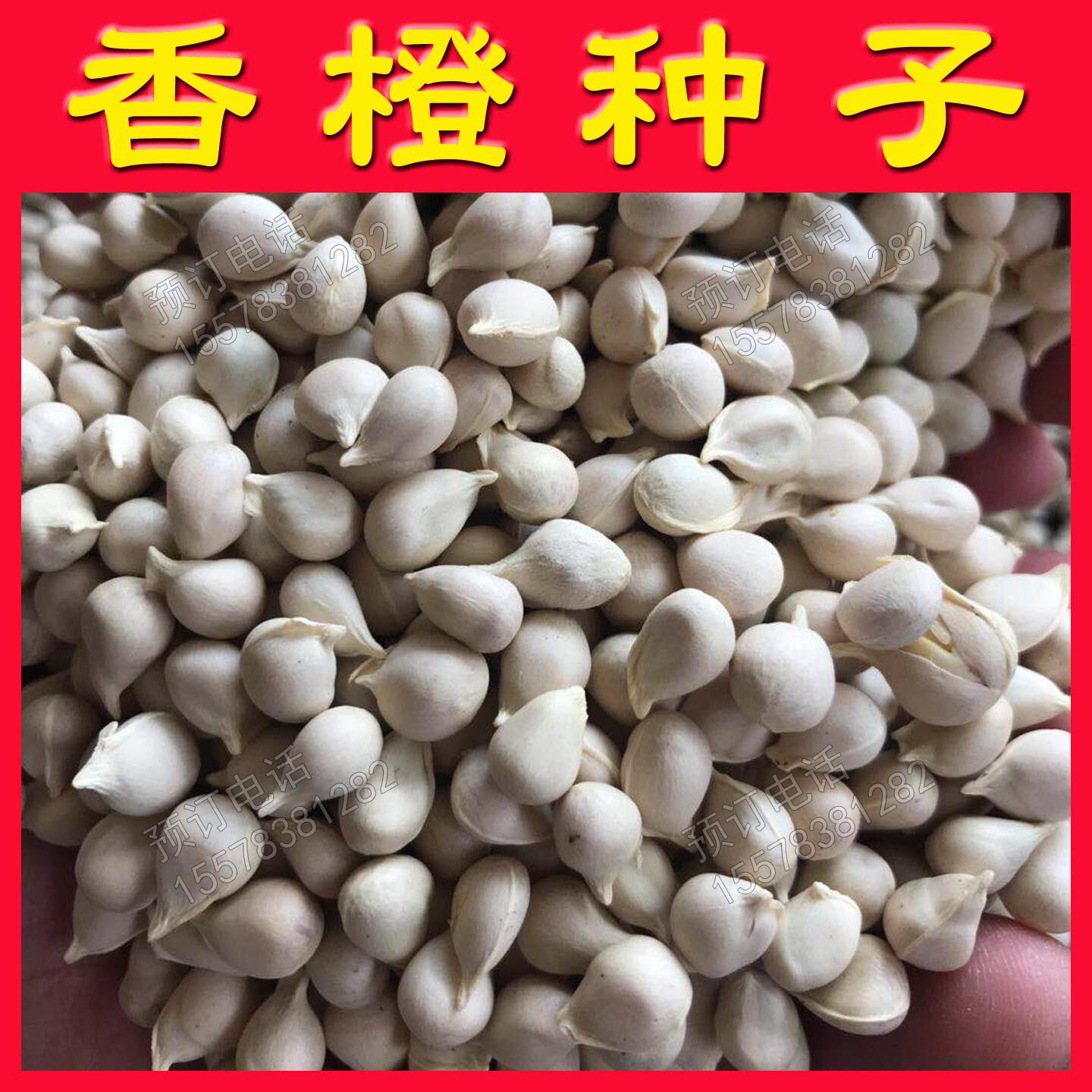 香橙种子嫁接砧木种子