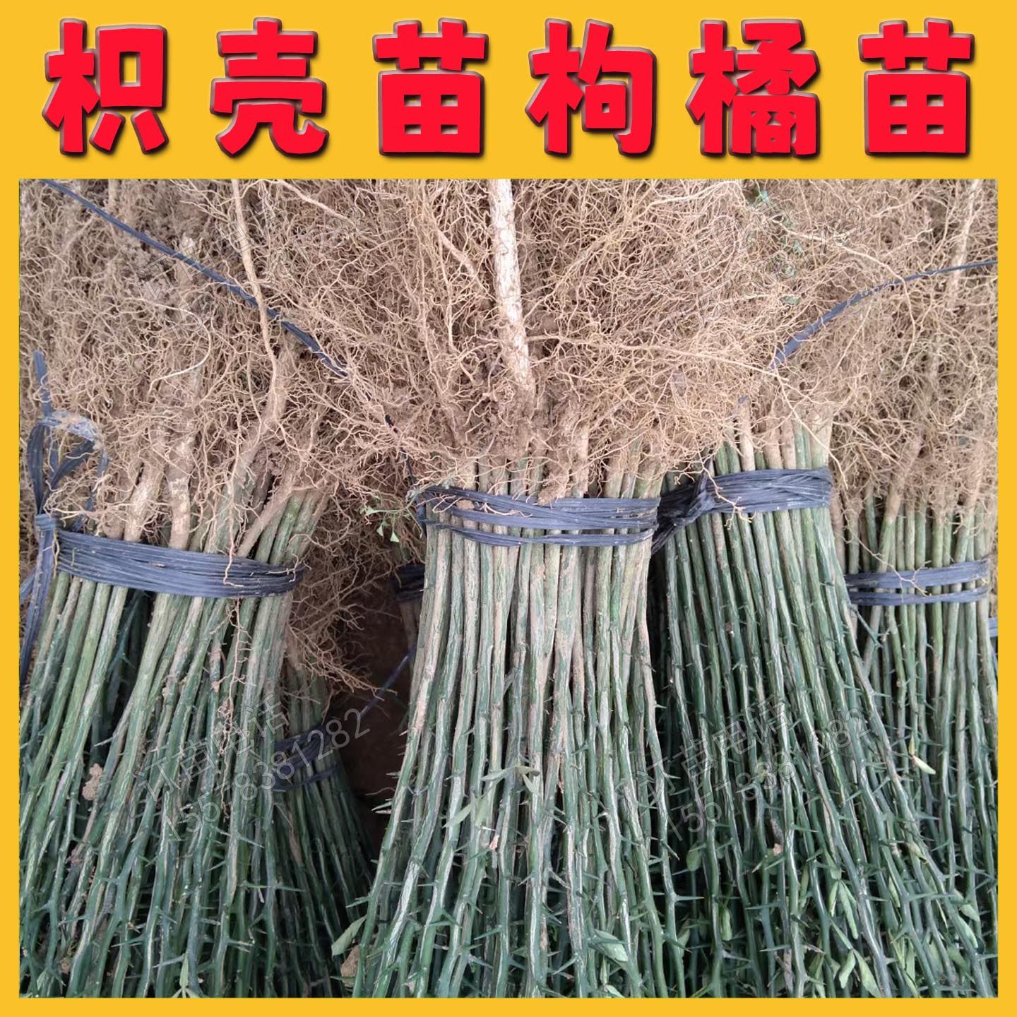 根系好苗木粗壮提供种植技术